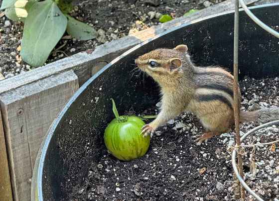 Cheeky chipmunk runs off with green tomato (Darlene Stack photo)