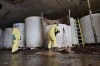 Sludge pours out of a vat of fermenting fish sauce in an abandoned fish sauce factory in St. Mary's, N.L., on Tuesday July 28, 2026.
THE CANADIAN PRESS/Elling Lien