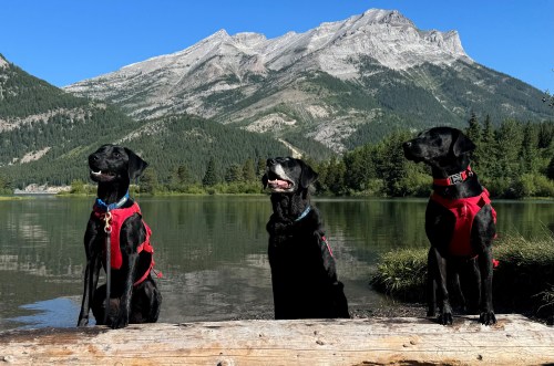 Alberta's conservation canines, left to right, Winnie, Hilo and Jane, part of the province's aquatic invasive species program, are shown in this undated handout photo. THE CANADIAN PRESS/Handout - Government of Alberta (Mandatory Credit)