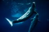 Beluga whales as they swim in a tank during a visit to Marineland in Niagara Falls Ontario Canada on June 29, 2026. THE CANADIAN PRESS/Carlos Osorio
