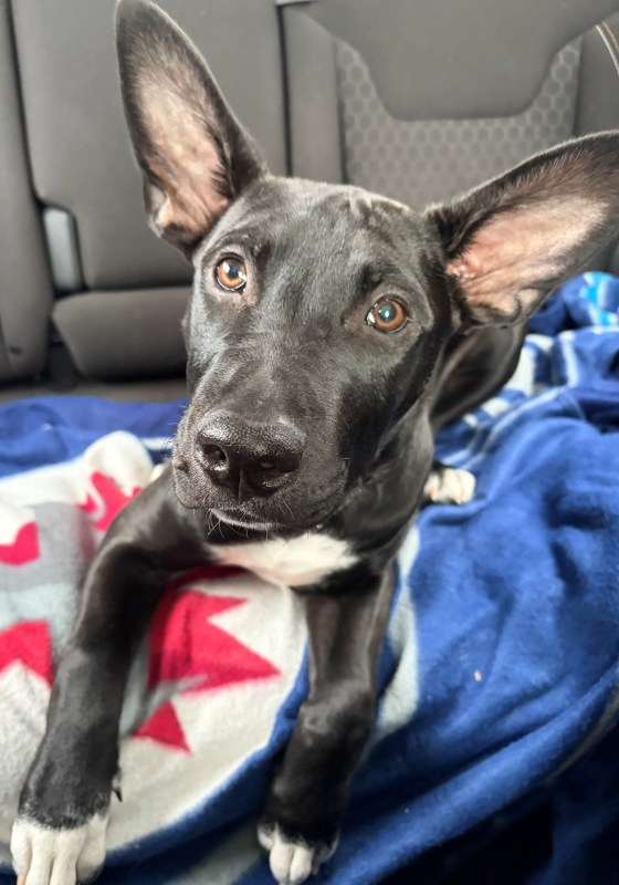 Our puppy Ruby. (Mike McIntyre)