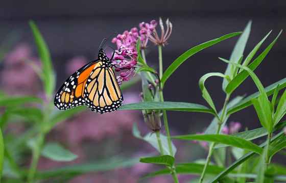 A monarch butterfly feeds on the nectar of a milkweed flower at the Living Prairie Museum. The museum celebrated Monarch Butterfly Festival and its 50th anniversary on the weekend. (Ruth Bonneville / Free Press)