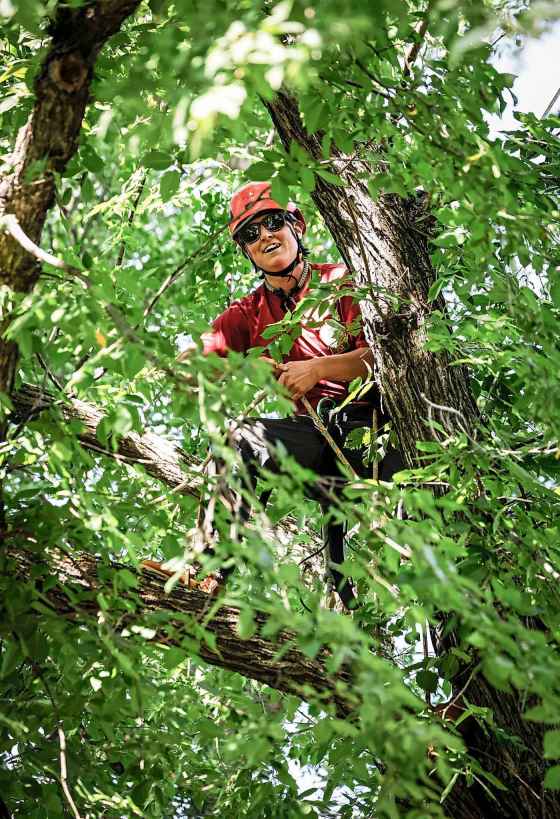 Jordan Dyck competes in the Masters’ Challenge at the prairie chapter of the International Society of Arboriculture tree-climbing competition Sunday in Kildonan Park. Participants were vying to attend the world championship in Belgium. (John Woods / Free Press)