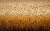 JEFF MCINTOSH / THE CANADIAN PRESS FILES 
                                Agriculture and Agri-Food Canada predicts this year&rsquo;s total crop will be six per cent smaller than 2025, but still above the five-year average.