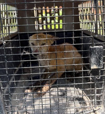 SUPPLIED
                                Ava Tassos was able to catch an injured fox in her backyard after over two months of trying to get it help.