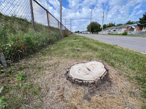 ZOE PIERCE / FREE PRESS
                                Where once there were mature trees along Selkirk Avenue, only stumps remain after Manitoba Hydro cut them down last fall as a safety precaution.