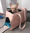 SUPPLIED
                                Lil&rsquo; Beast is one of two chihuahuas cast as Bruiser in Legally Blonde.