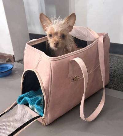 SUPPLIED
                                Lil&rsquo; Beast is one of two chihuahuas cast as Bruiser in Legally Blonde.