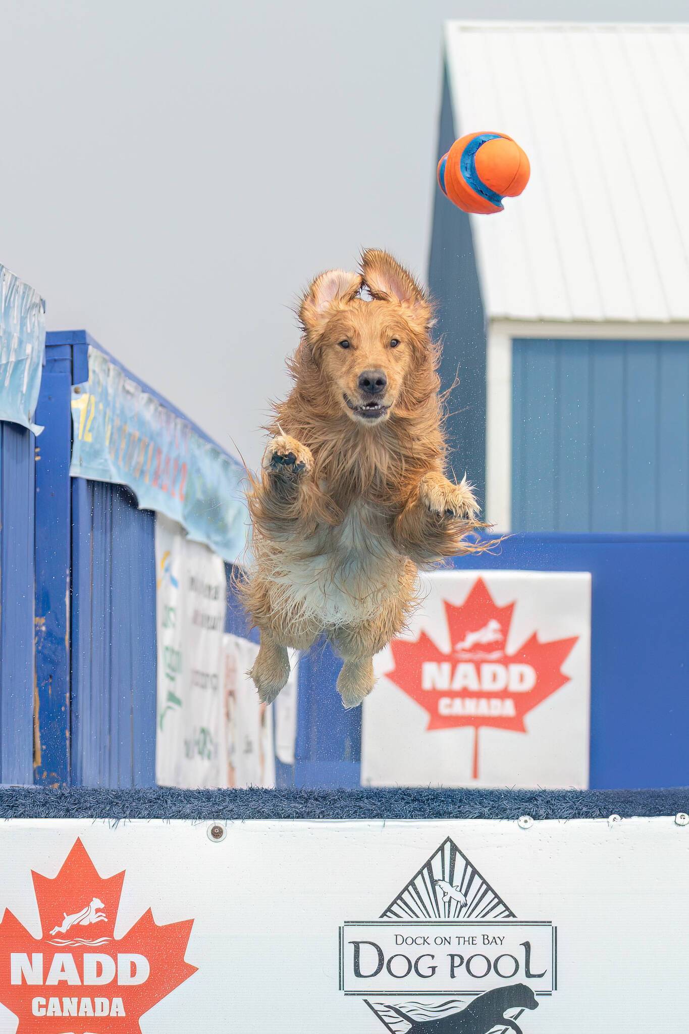 Golden opportunity for good dogs at Golden Retriever National