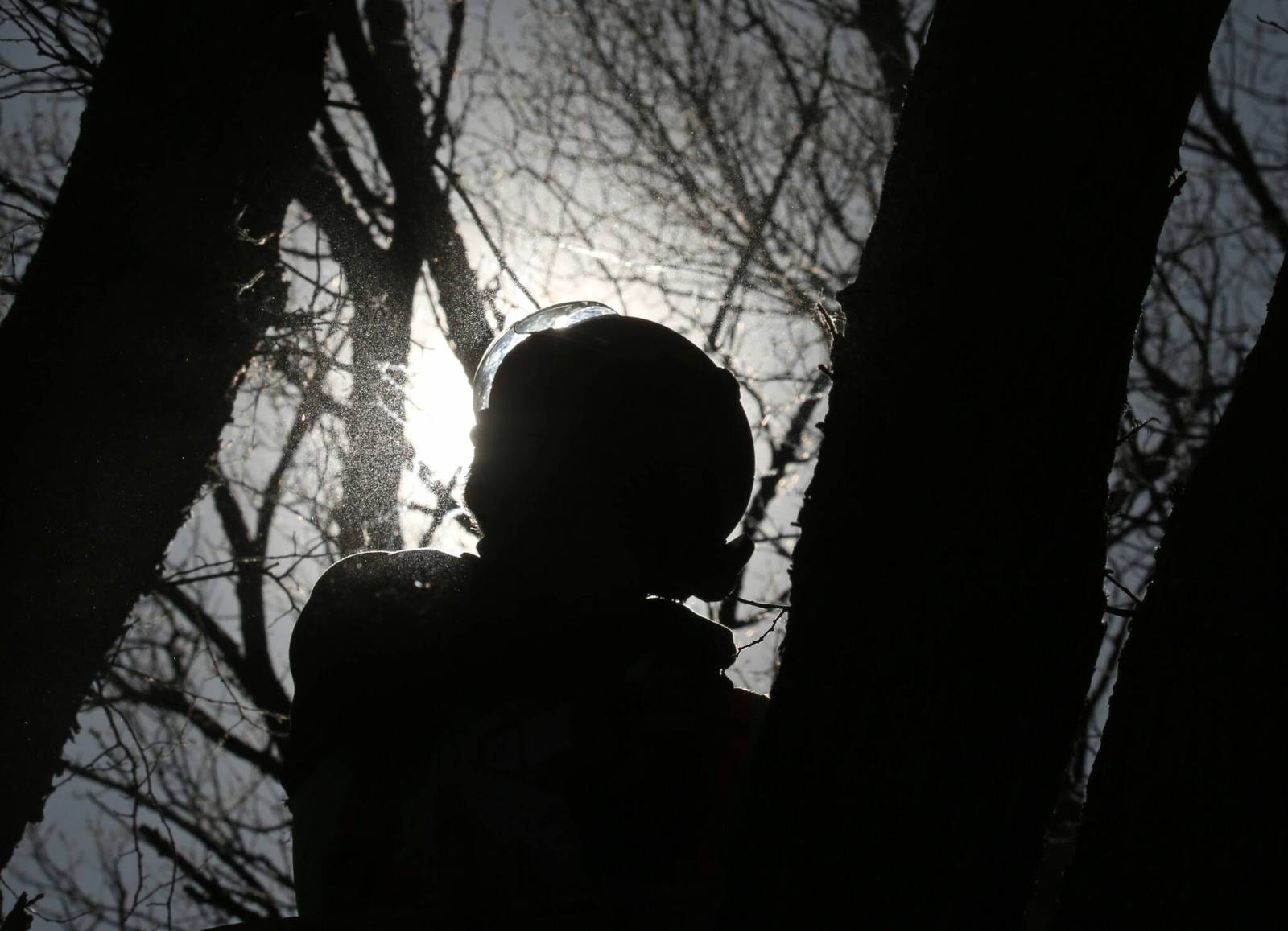 Province officially recognizes arboriculture as a trade