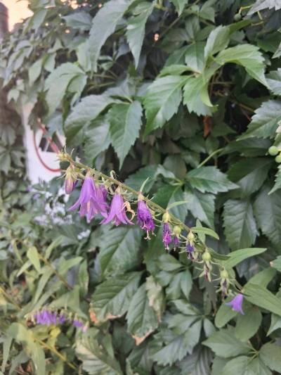 SUPPLIED
                                Vic Penner noticed patches of creeping bellflower popping up in the Wolseley area last summer. Now, the deceivingly beautiful flowers are impossible to ignore. They&rsquo;re everywhere, says Penner.