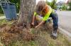 MIKE DEAL / FREE PRESS
                                Sean Perkins, tree health care leader with Green Drop Tree Care, installs tubing to a tree that will deliver a fungicide to help protect the Westminster Avenue tree against dutch elm disease.