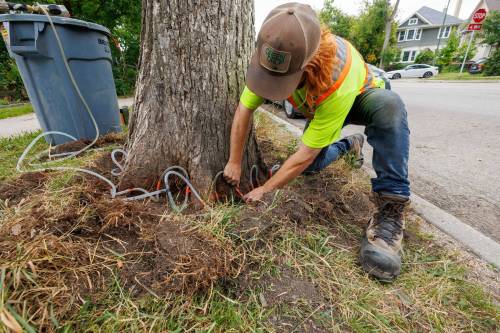 MIKE DEAL / FREE PRESS
                                Sean Perkins, tree health care leader with Green Drop Tree Care, installs tubing to a tree that will deliver a fungicide to help protect the Westminster Avenue tree against dutch elm disease.