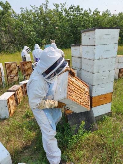 SUPPLIED
                                Podolski Honey Farms oversees roughly 300 colonies for honey production in Ethelbert, Manitoba.