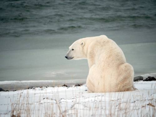 KT MILLER / POLAR BEARS INTERNATIONAL FILE PHOTO 
                                Polar bears are designated as a threatened species in Manitoba and are protected under provincial legislation.