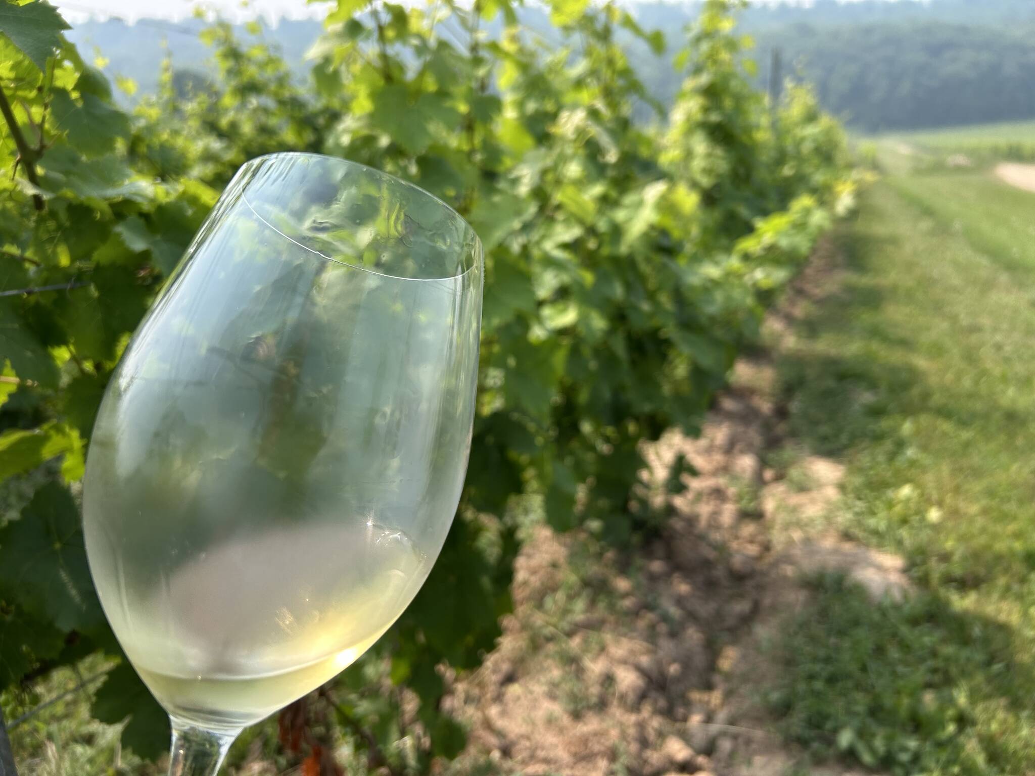 Getting schooled in cool-climate Chardonnays