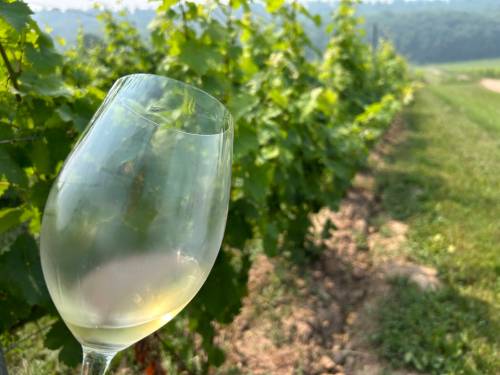 Ben Sigurdson / Free Press
                                Tasting cool-climate Chardonnay at the source in Ontario&rsquo;s Niagara region.