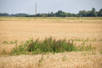 Laura Rance-Unger 
                                Tall waterhemp, in a wheat field west of Carman, is a highly invasive weed whose seeds are easily spread during harvest.
