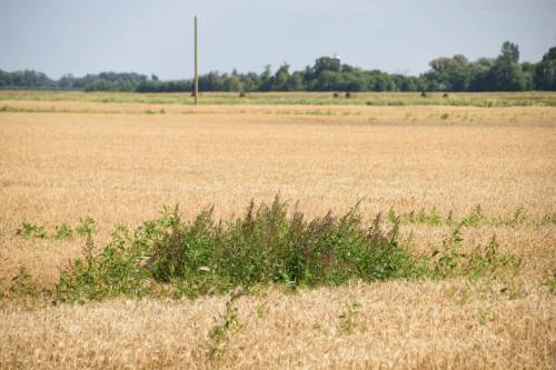 Laura Rance-Unger 
                                Tall waterhemp, in a wheat field west of Carman, is a highly invasive weed whose seeds are easily spread during harvest.