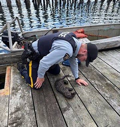 RCMP in Alert Bay off Vancouver Island's northern coast say a young otter has been reunited with its family days after it was revived via CPR after being found entangled in a fishing net. (Alert Bay RCMP / The Canadian Press)