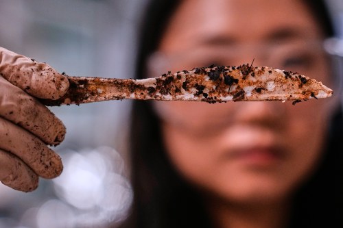 Katie Byun holds up a compostable knife, which was made with plastic made from plants, that was starting to break down after about two months in a home composting test bin, at CJ Biomaterials, Monday, Aug. 3, 2026, in Woburn, Mass. (AP Photo/Charles Krupa)