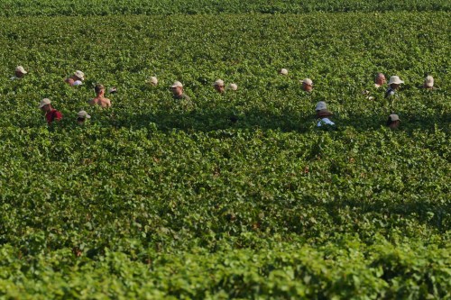 Workers pick wine grapes during the harvest in Corte Franca, northern Italy, Thursday, Aug. 6, 2026. (AP Photo/Antonio Calanni)