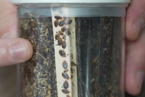 Assistant Professor Christopher Hayes uses the heat of his finger to stimulate a colony of bedbugs in his office at North Carolina State University in Raleigh, N.C., on Monday, Aug. 3, 2026. (AP Photo/Allen G. Breed)