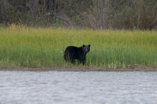 A black bear appears on the shores of Lake Athabasca near Fort Chipewyan, Alta., on Sunday, Sep. 3, 2023. THE CANADIAN PRESS/AP/Victor R. Caivano