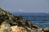 FILE - Cargo ships are seen at sea in the Gulf of Oman near the Strait of Hormuz, from a rocky shoreline near Khor Fakkan, United Arab Emirates, May 1, 2026. (AP Photo/Fatima Shbair, File)