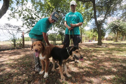 Houston Humane Society volunteers Dawn York, left, and Kent Williamson, right, walk Graphite and Shadow at the Humane Society in Houston, Friday, Aug. 14, 2026. (AP Photo/Lekan Oyekanmi)
