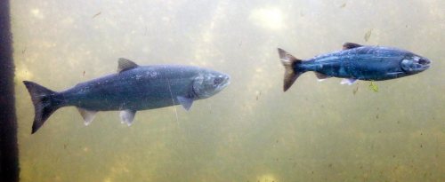In this photo taken Thursday, Sept. 14, 2017, salmon, identified by biologists as a coho, left, and a Chinook, swim past viewing windows at a fish ladder where salt water transitions to fresh at the Ballard Locks in Seattle. (AP Photo/Elaine Thompson)