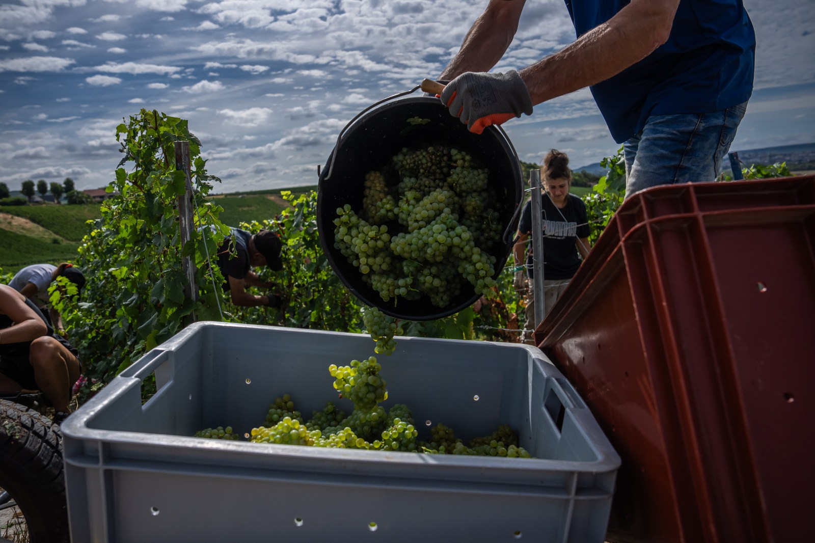 winnipegfreepress.com - Sylvie Corbet And Nicolas Garriga, The Associated Press - Champagne growers race to preserve quality in record-early harvest