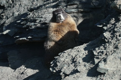 A marmot named 9 sits outside of her den Thursday, Aug. 6, 2026, in Gothic, Colo. (AP Photo/Brittany Peterson)