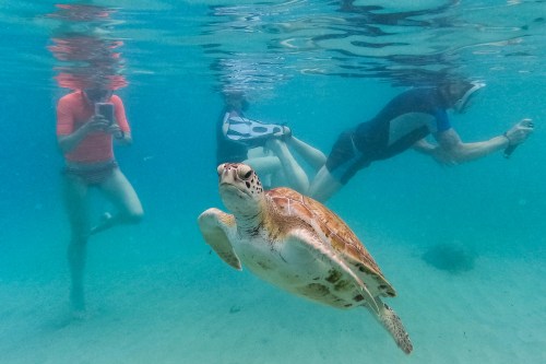 FILE - A sea turtle swims among tourists snorkeling at Piskado beach in Westpunt, Curacao, May 15, 2026 (AP Photo/Matias Delacroix, File)