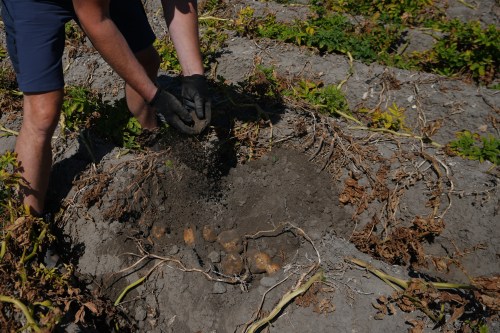 FILE - Farmer Henrik Jan ten Cate sifts through his potato field, affected by the drought, in Poortvliet, Netherlands, Aug. 11, 2026. (AP Photo/Virginia Mayo, File)