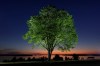 An American elm tree stands on the Eastern Promenade overlooking Casco Bay at dawn in Portland, Maine., June 4, 2026. (AP Photo/Robert F. Bukaty)