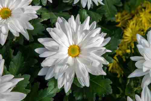 White daisy mums appear in full bloom at Longwood Gardens' annual Chrysanthemum Festival in Kennett Square, Pa., on Nov. 5, 2020. (Hank Davis/Longwood Gardens via AP)