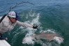 Greg Metzger, lead field biologist for SOFO's shark research and education program, catches a sand tiger shark off the coast of Hampton Bays, N.Y., Thursday, Aug. 20, 2026. (AP Photo/Seth Wenig)