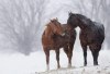 Two horses huddle together during a snowstorm near Fredericton, New Brunswick Saturday, Jan. 2, 2010. THE CANADIAN PRESS/Darren Calabrese