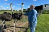 In this photo taken with a smartphone, Brent Williams, who suffers from the tick bite allergy known as alpha gal syndrome, pets an ostrich at Alpha Roost Farms in Danville, Ky., on Tuesday, Aug. 18, 2026. (AP Photo/Dylan Lovan)
