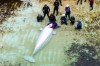 Trainer Taylor-Lee Dell says goodbye to beluga whale 