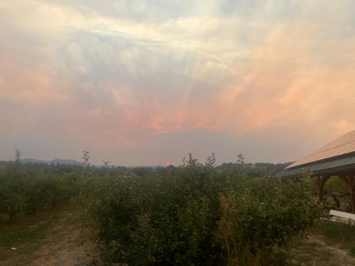 A smoky sunset over apple trees is pictured in this undated handout photo at Braden Hill Orchard and Farm in Summerland, B.C. THE CANADIAN PRESS/Handout — Ella Braden (Mandatory Credit)