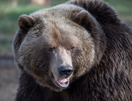 A grizzly bear is pictured at the Zoo Sauvage de St-Felicien, in Saint-Felicien, Que., Monday, Oct. 1, 2018. THE CANADIAN PRESS/Jacques Boissinot