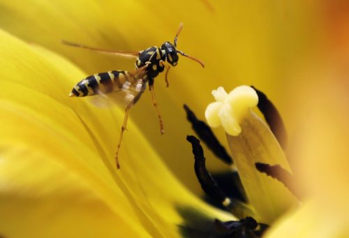 A wasp hovers over a tulip on a warm spring day in Washington Park on Thursday, May 2, 2013, in Albany, N.Y. THE CANADIAN PRESS/AP-Mike Groll