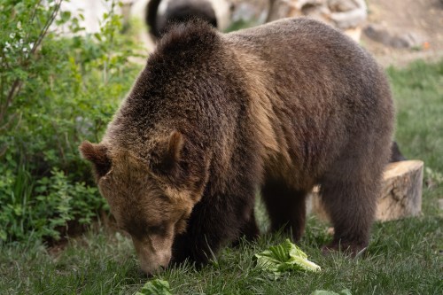 Calgary Zoo officials say a one-year-old grizzly bear named Fitz made a brief escape from his compound on Aug. 16, 2026. Fitz, shown in this handout from the Calgary Zoo/Wilder Institute, was found on the zoo grounds, immobilized and returned to his home. THE CANADIAN PRESS/Handout - Wilder Institute/Calgary Zoo/Cyrielle Fuchs (Mandatory Credit)