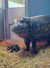 A newborn female pygmy hippo calf and its mother are seen in this undated photo. The calf was born Sunday and is bonding with her mother, Kindia. - THE CANADIAN PRESS/Handout - Toronto Zoo (Mandatory Credit)