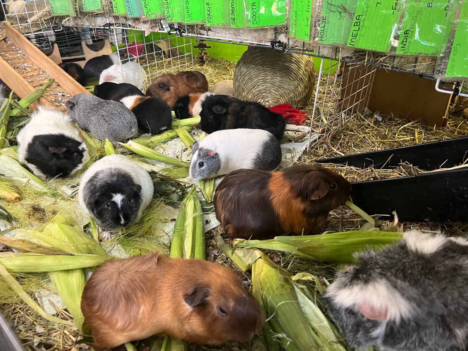 How this Massachusetts sanctuary takes in hundreds of guinea pigs from across the US