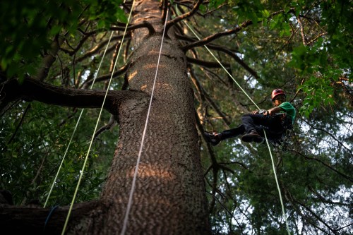Tom Zadorsky, founder and lead guide at Cultivar Tree Tours climbs a tree at UBC Botanical Garden in Vancouver, on Thursday, Aug. 13, 2026. THE CANADIAN PRESS/Ethan Cairns