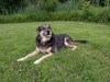 Lucy a Shepard pictured in this undated photo - THE CANADIAN PRESS/Handout - Emma Gilmour  (Mandatory Credit)