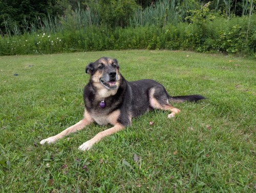 Lucy a Shepard pictured in this undated photo - THE CANADIAN PRESS/Handout - Emma Gilmour  (Mandatory Credit)